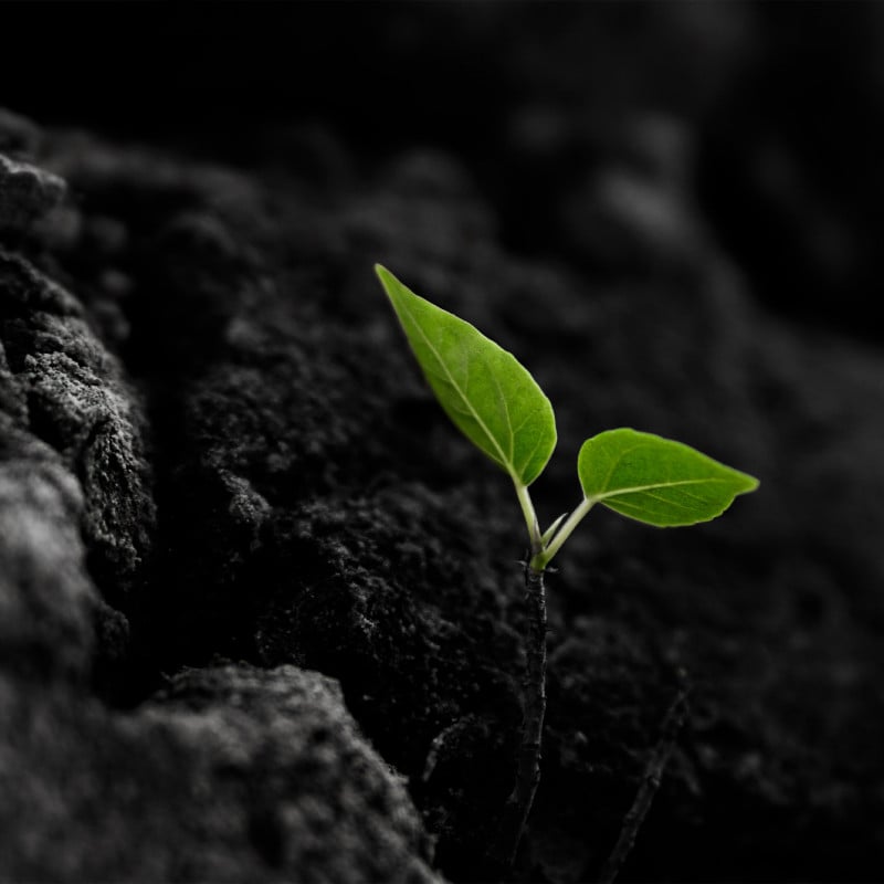 An image of a newly sprouting plant to symbolise the gain of strength and resilience through exercise during and after cancer treatment